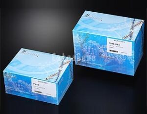 EX-P-01X8-WF 0.1ml PCR 8-strip White Tubes with Flat cap (Case), White