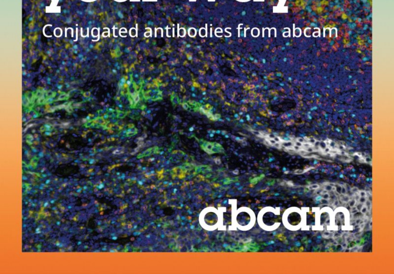 Secondary Antibody